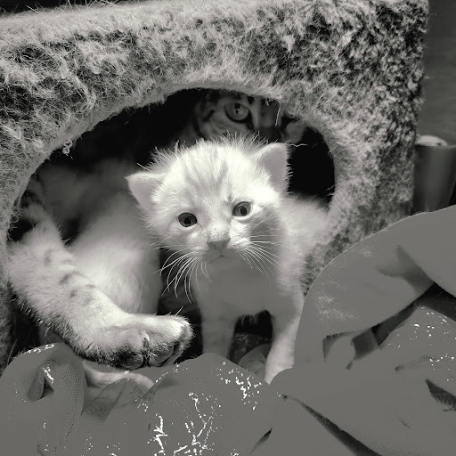 Elevage de chats Bengal Wonderfullarche, chatons Bengal à vendre - Thumbnail
