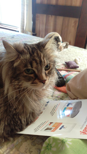 VCA Lewiston Animal Hospital - Thumbnail