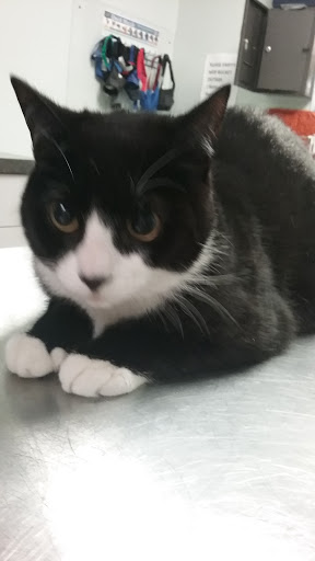 Family Pet Clinic - Thumbnail