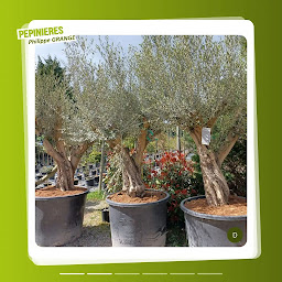 Photo n°10 de Pépinières Philippe Grange à Félines (Jardinerie)
