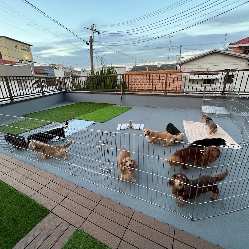 aisuru （COLOR STAR KENNEL）