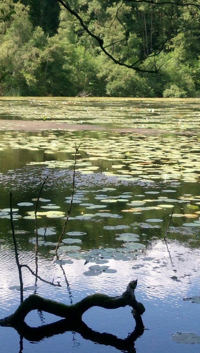 Weltnaturerbe Buchenwald Grumsin e.V.