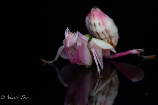 Mantis Den - Visual