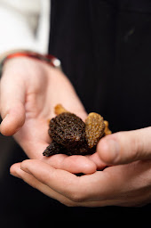 Photo n°25 de Restaurant Gemellus à Paris (Restaurant gastronomique)