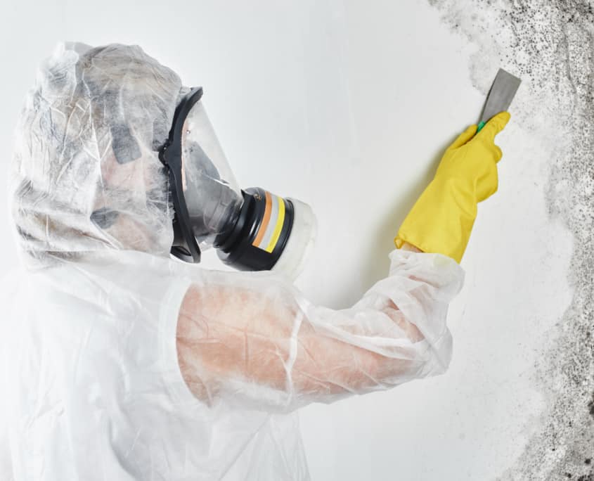 Palmdale Mold Remediation Company photo
