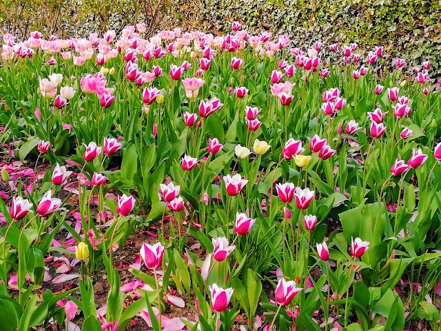 Jardin du Palais Royal