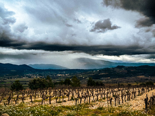 Photo de Cave coopérative La Vinsobraise à Vinsobres (26110)