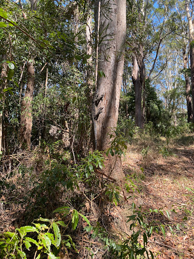 End Peak walking track - Thumbnail