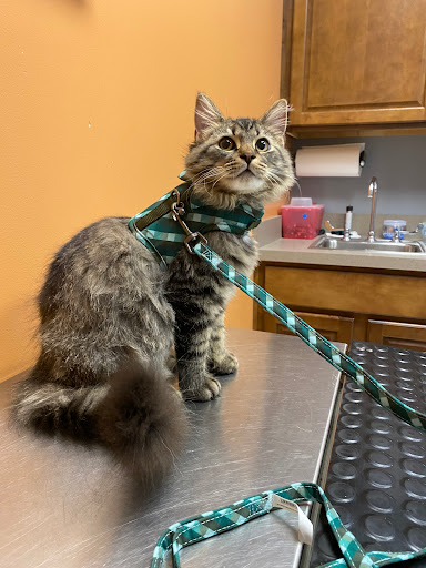 Blanchard Valley Veterinary Clinic - Thumbnail