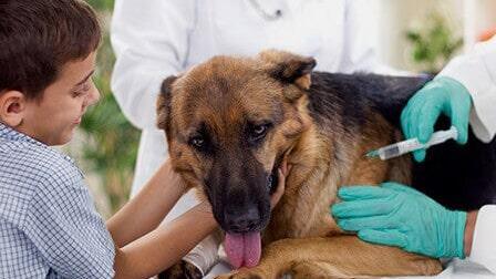 Veterinaria Gusmar