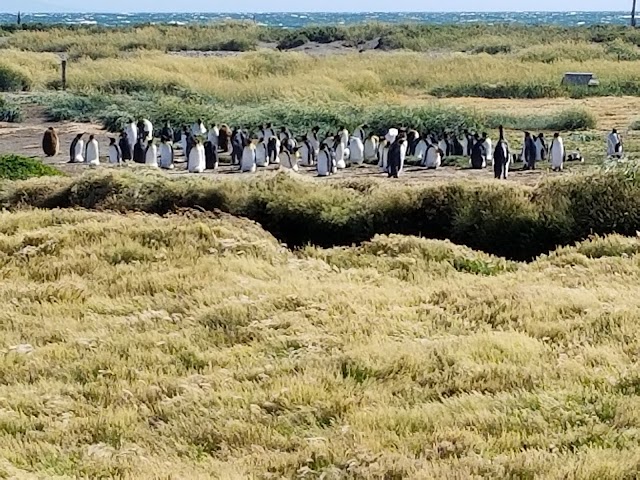 Parque Pingüino Rey