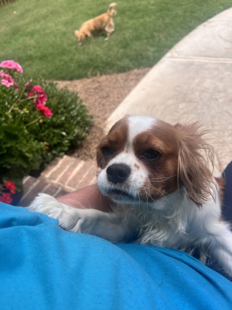 Crazy for Critters Professional & Experienced Pet Sitting LLC