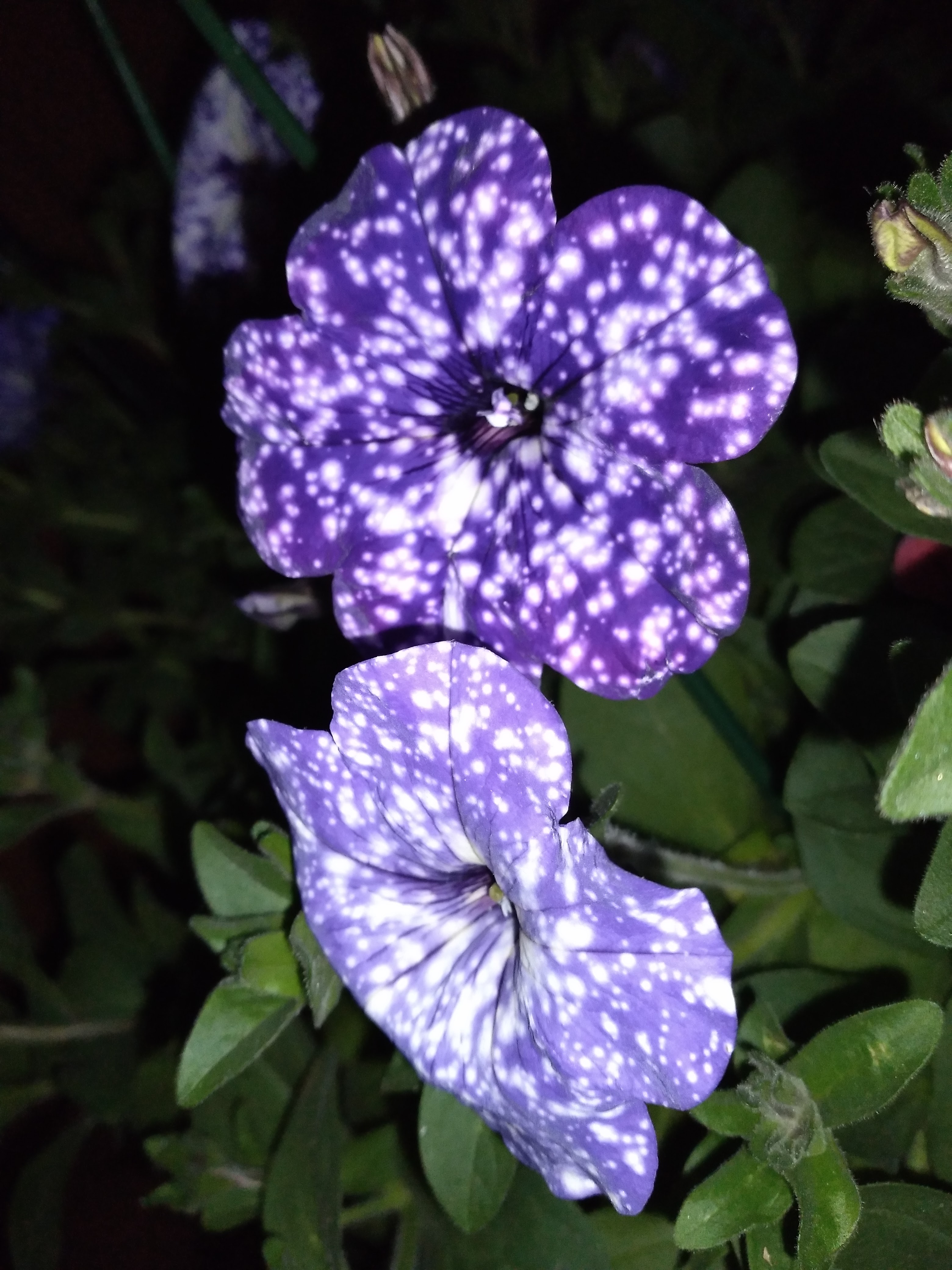 Flowermania