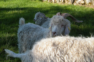 Photo n°19 de Ferme Lou Pagora Mohair du Velay à Tiranges (Boutique de laine)