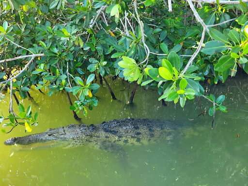 Rio Lagartos Discovery - Thumbnail