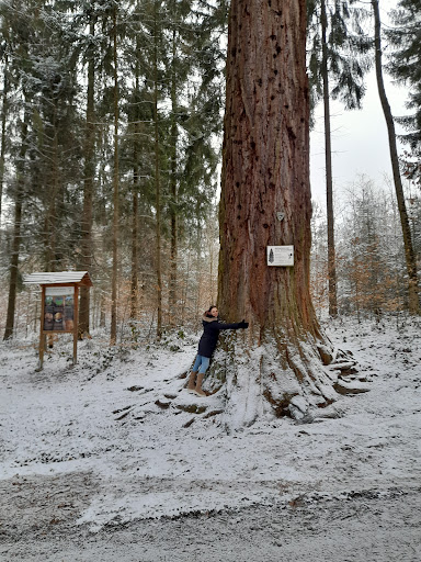 Himmelsleiter Wüstenrot - Thumbnail