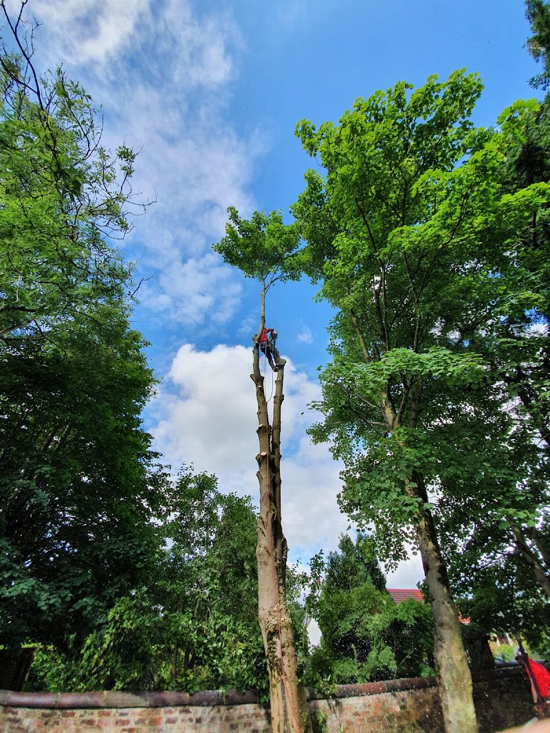 Lowland Trees photo 2