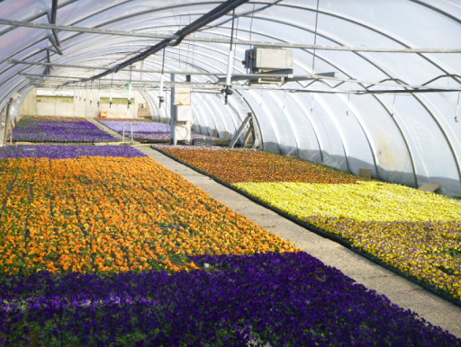 Blumen Lessle - Visual
