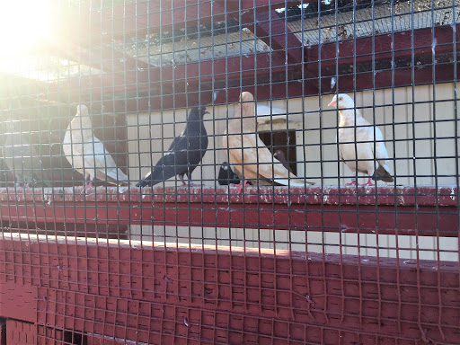 Briard's Pigeons