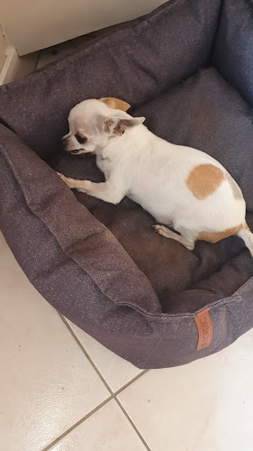 Clinique Veterinaire Les Palmiers - Toulon