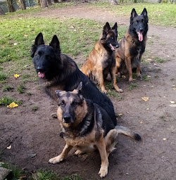 Photo n°11 de Dog Four Rééducation Canine à Bapaume (Centre de rééducation)