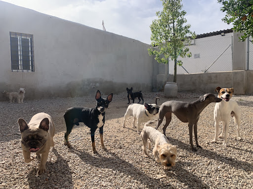 Hotel para perros Murcia Dog