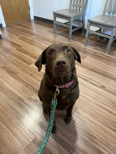 Tidewater Animal Clinic - Thumbnail