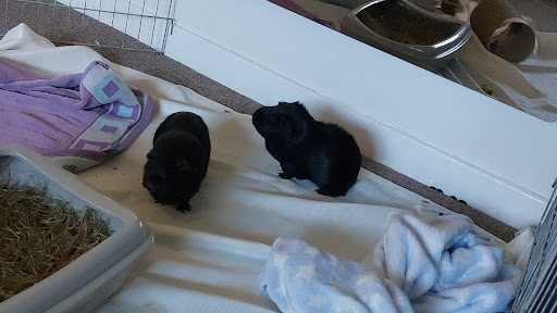 Glynneath Guinea Pig Rescue - Thumbnail