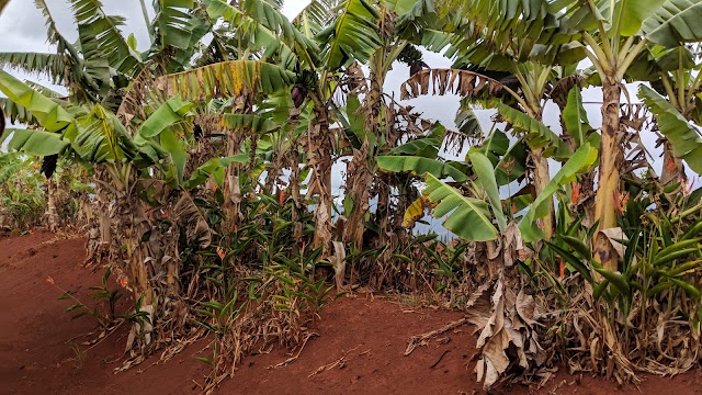 Pineapple Garden Maze