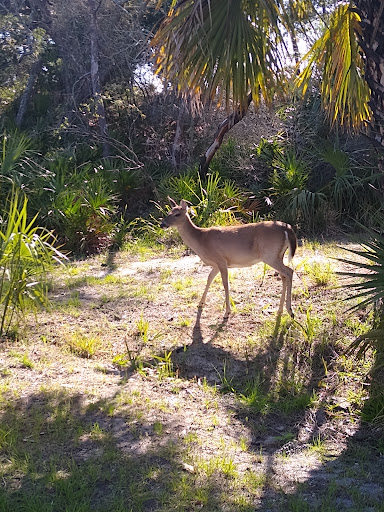 Camping Area at St Andrew's State Park - Thumbnail