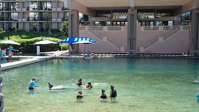 Dolphin Quest Hawaii - Swim with Dolphins