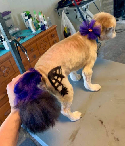 The Pawlor - Thumbnail