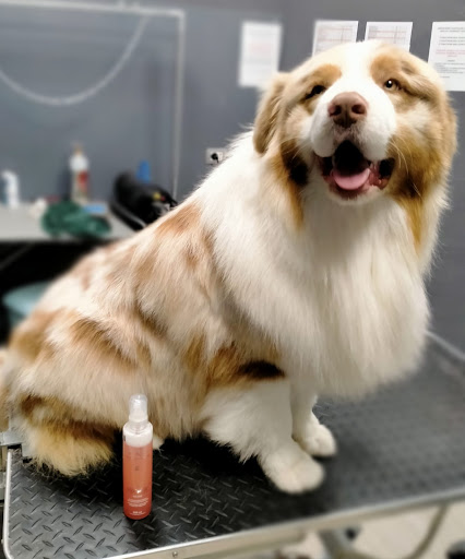Wash Dog Limena - Thumbnail