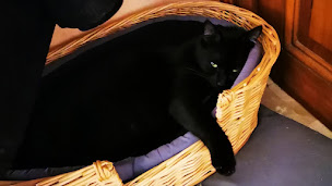 Photo n°1 de L'arche de Namasté à Locunolé (Association pour la protection des animaux)