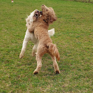 CaniParc 16 - Dog Park à Suaux