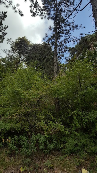 Covered Forest Nursery