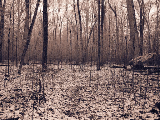 Baker Woods - Visual