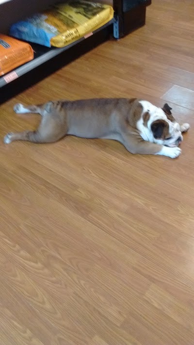Photos of The Puppy's Place