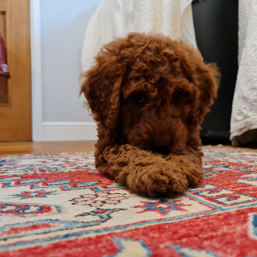 Pets at Home Wokingham - Thumbnail