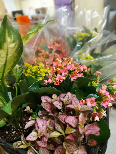 Fleur-Quebec - Visual