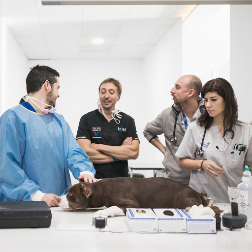 AniCura Valencia Sur Hospital Veterinario