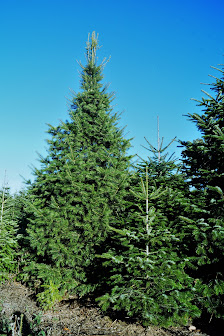 Die Rhöntanne, Christbaumverkauf Volpert, Christbaumverkauf in Völkersleier Fronstraße 14a, 97797 Wartmannsroth