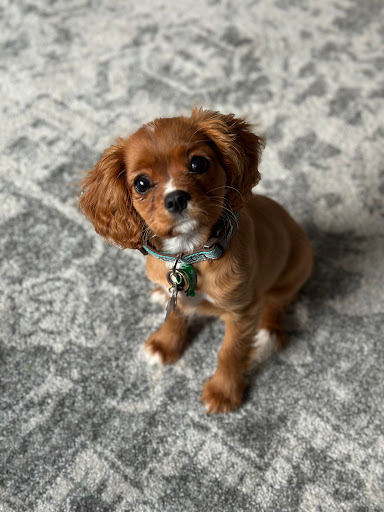 Lifetime Pets - Visual