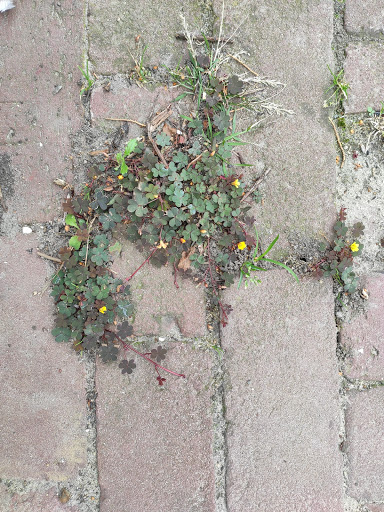 Verwer Plant - Thumbnail