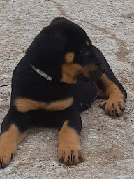 Photo n°21 de ELEVAGE DE LA P'TIOTE REINE à Buxerolles (Éleveur de chiens)