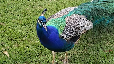 Photos of Ulladulla Headland Holiday Park