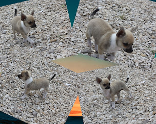 Photo n°10 de Elevage Canin et Félin Les Anges de L'Aube à Lentilles (Éleveur de chiens)