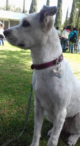 Veterinaria y Centro de Adiestramiento Canino Khugan&Katzen