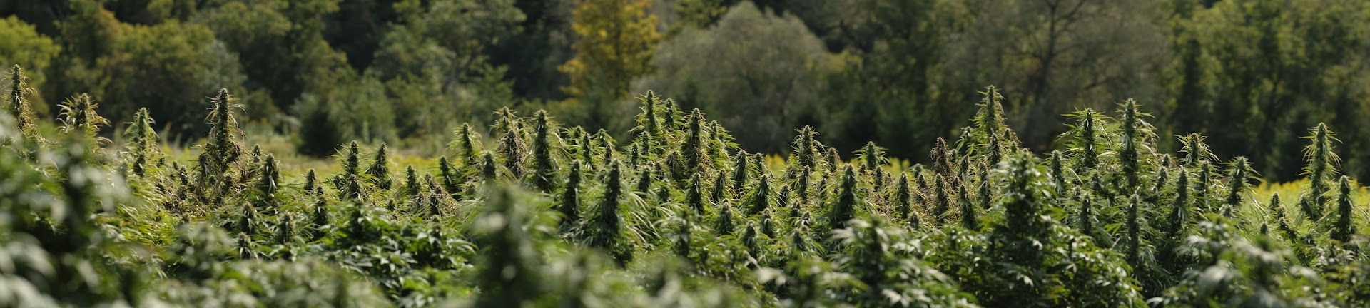 Zenbarn Farms photo 3