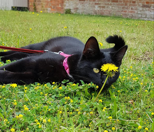 Coggeshall Pet Sitting Service - Thumbnail